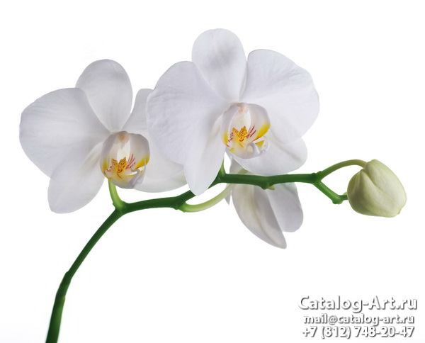 Натяжные потолки с фотопечатью - Белые орхидеи 49
